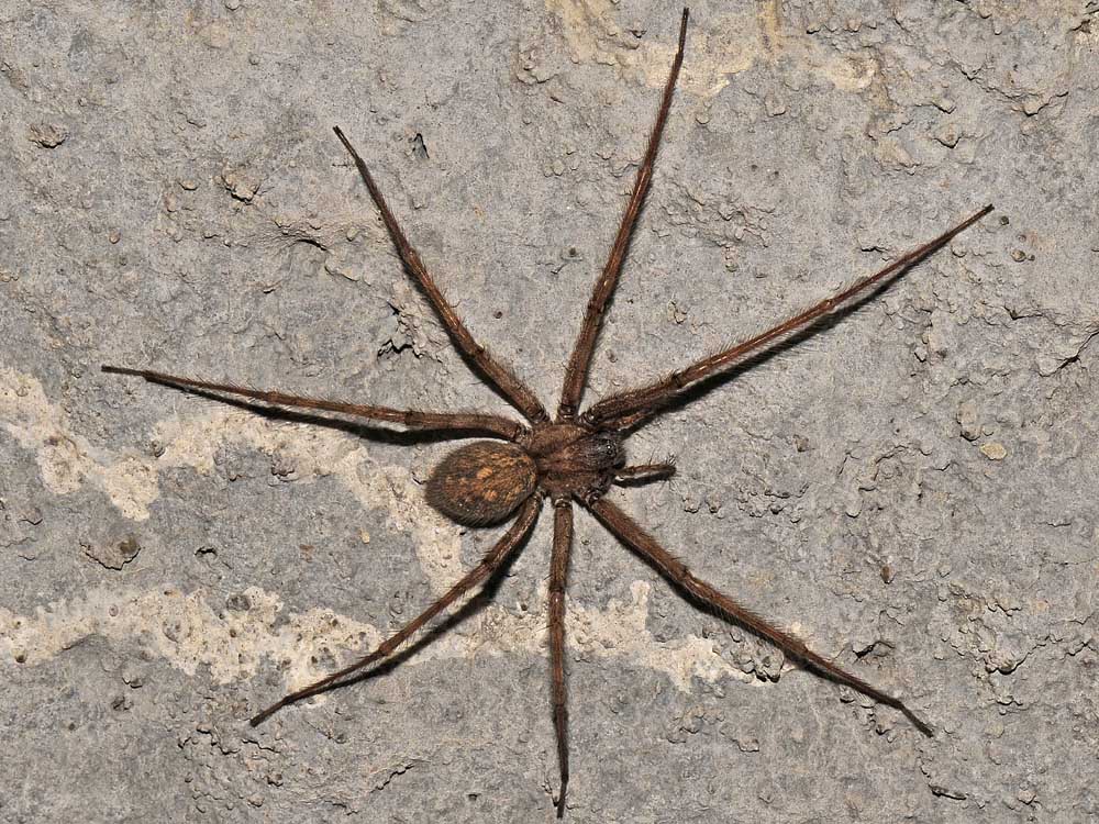 Ragno di galleria: Tegenaria parietina - Borrello (CH)